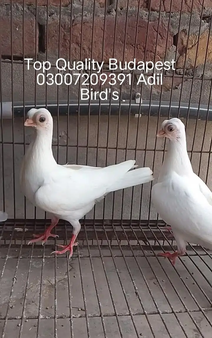 Quality Budapest/Danish/Magpie 03007209391 Adil Bird's Fsd — photo 2