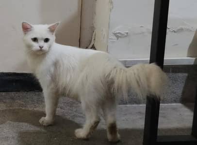 Cat for Sale