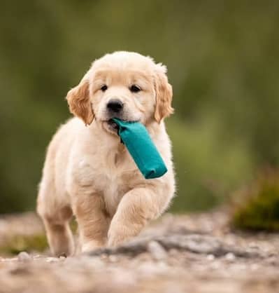 Golden Retriever puppy | Retriever Puppies | Golden Retriever Pupps