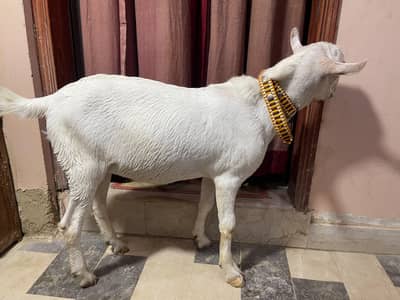 Teddy bakra white