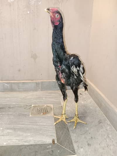 hens s