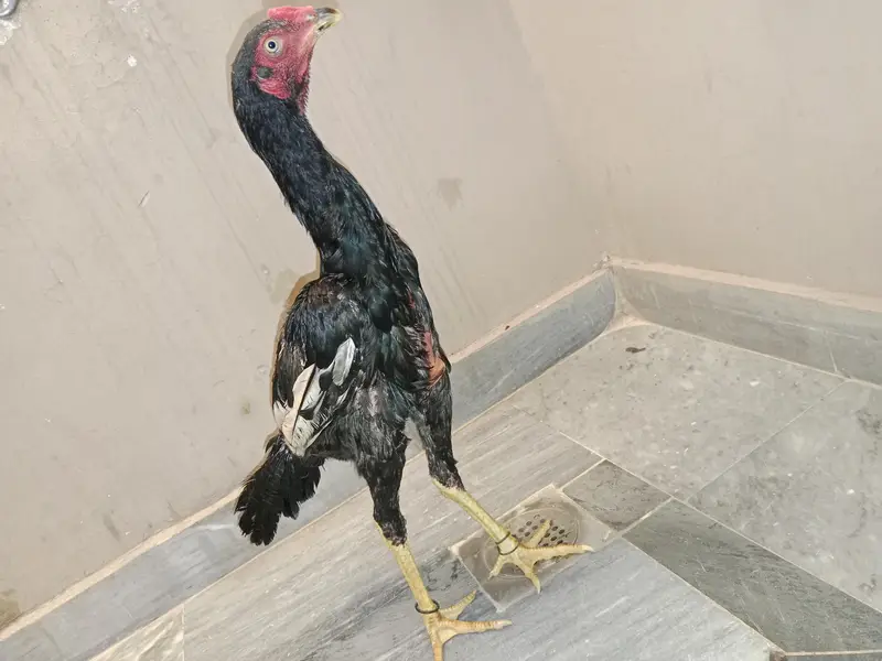 hens s — photo 2