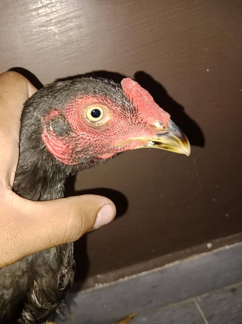 hens s 3