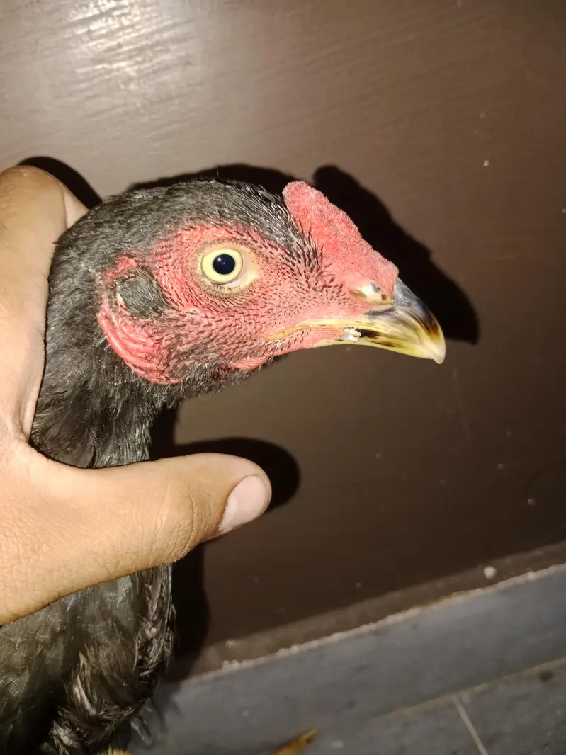 hens s — photo 4