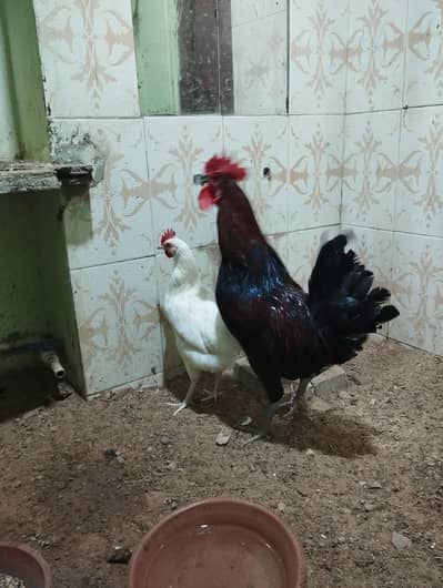 golden misri