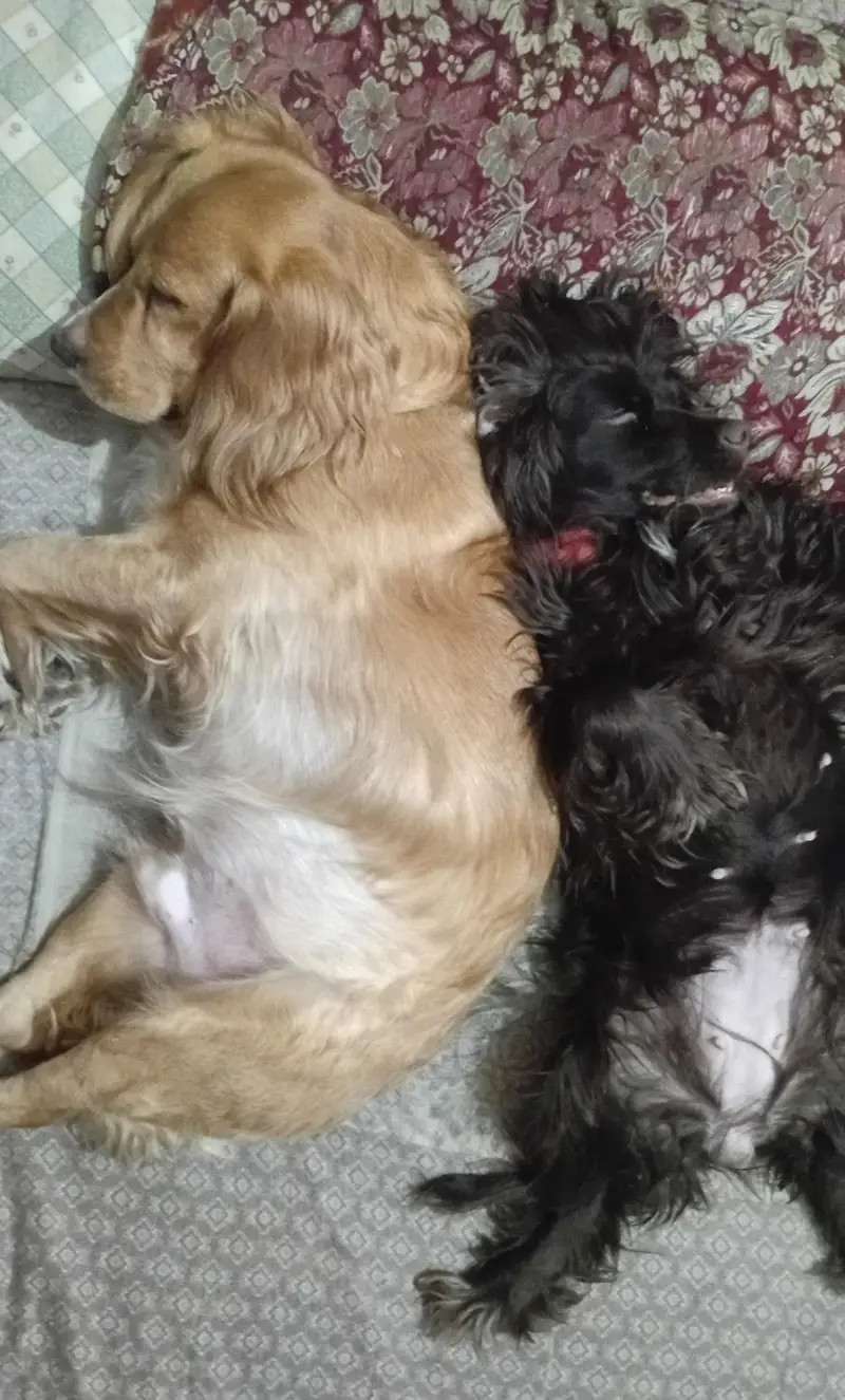 Active & Playful Cocker Spaniel Puppies — photo 5