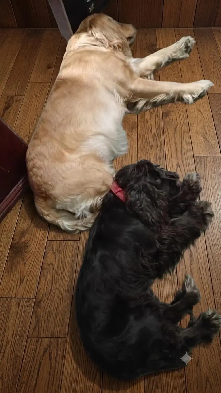 Active & Playful Cocker Spaniel Puppies — photo 6