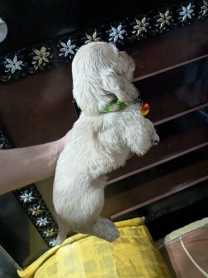 Active & Playful Cocker Spaniel Puppies — photo 11