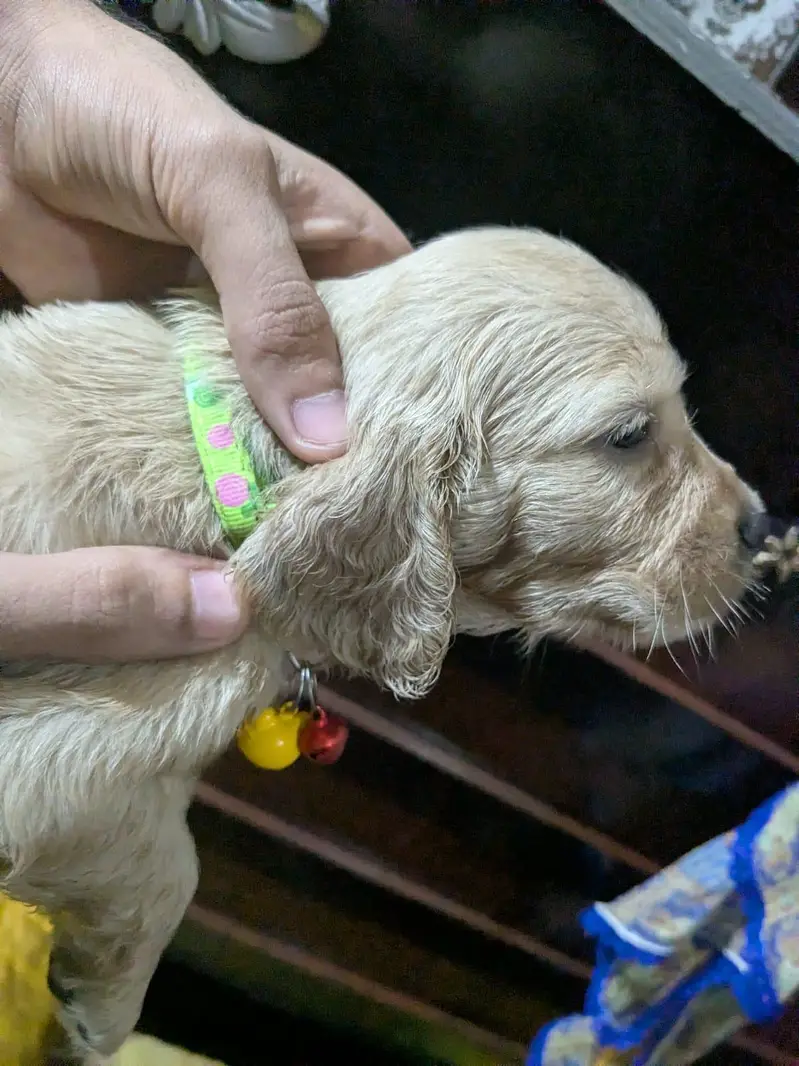 Active & Playful Cocker Spaniel Puppies — photo 12