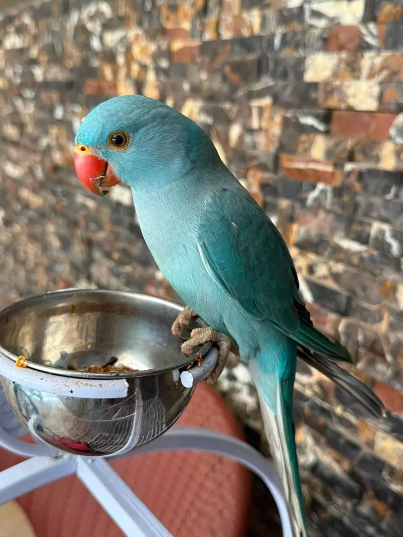 Hand tamed parrot — photo 4