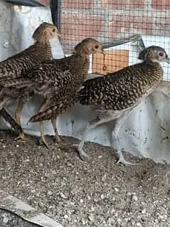 Golden breeder and pathay pairs available