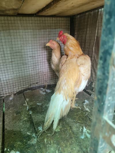 Sontol aseel pair for sale