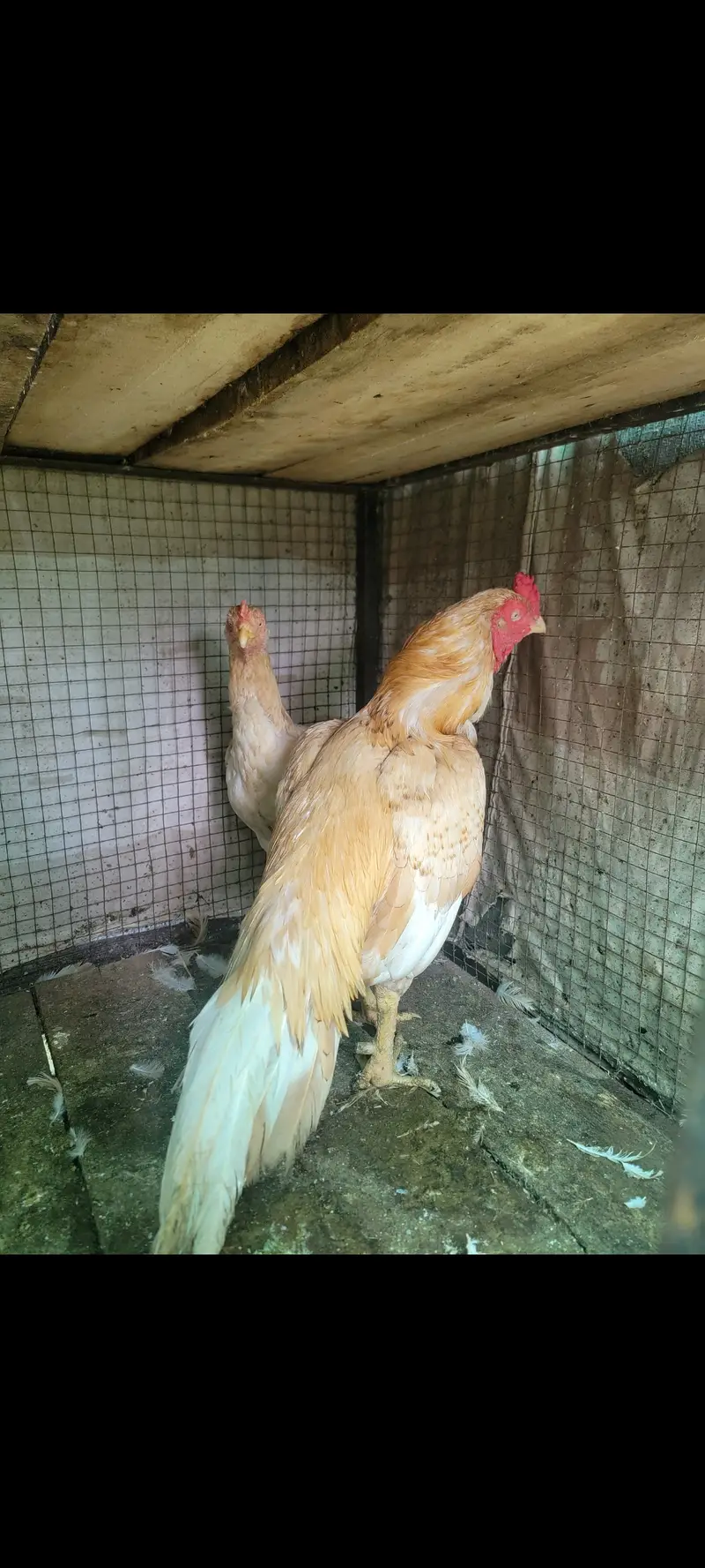 Sontol aseel pair for sale — photo 2