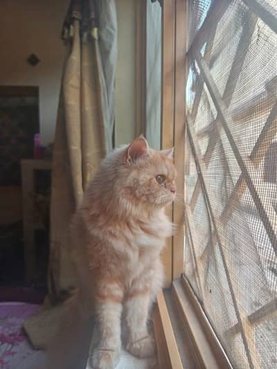 persian cat female 12 months