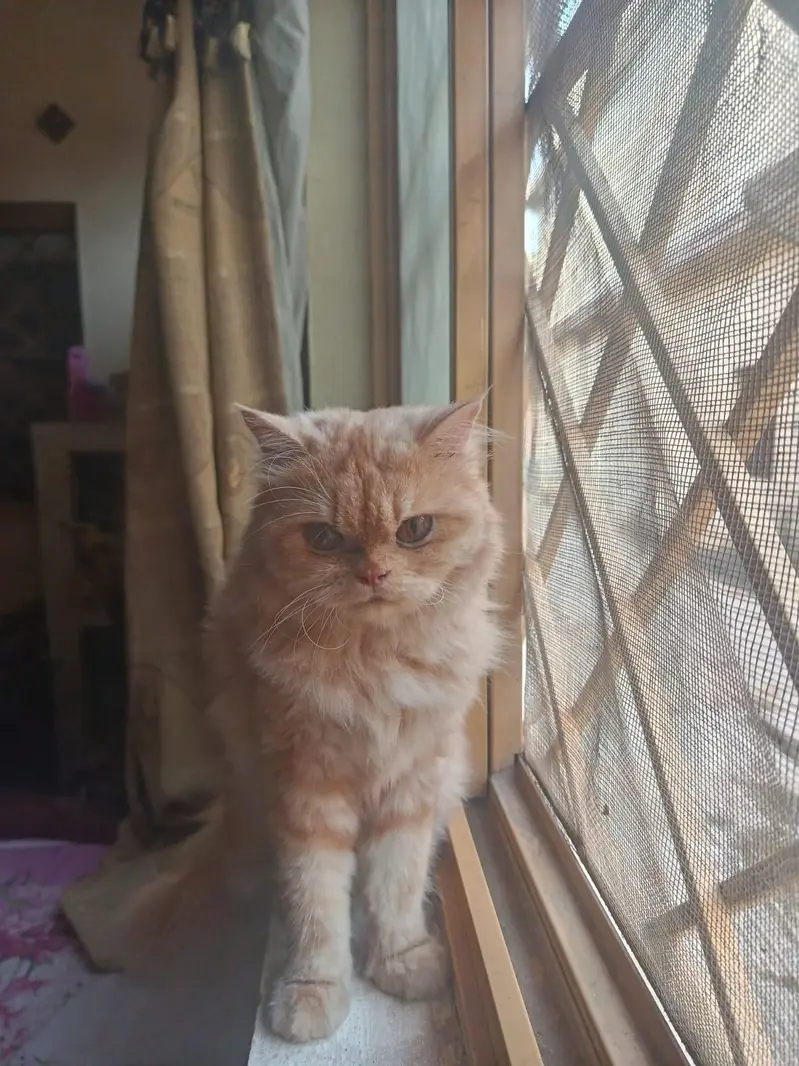 persian cat female 12 months — photo 3