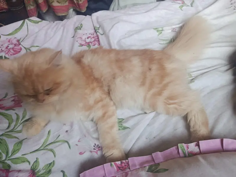 persian cat female 12 months — photo 4