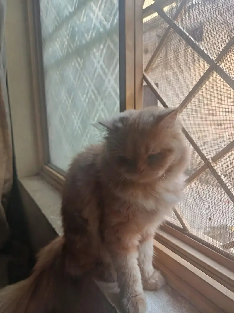 persian cat female 12 months — photo 5