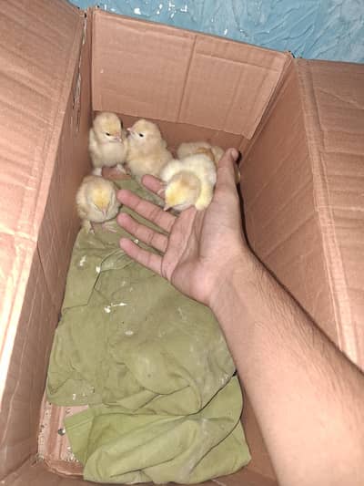 heavy golden buff chicks