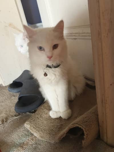 For sale !!!
