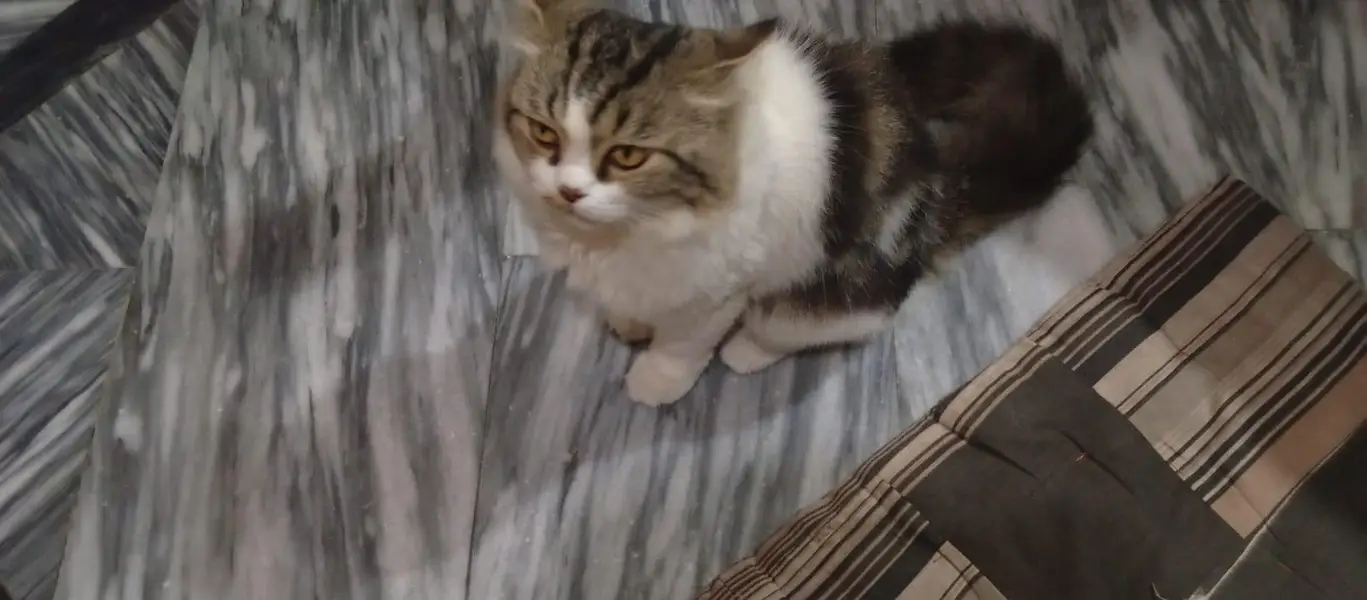 Male Persian cat for urgent sale — photo 3