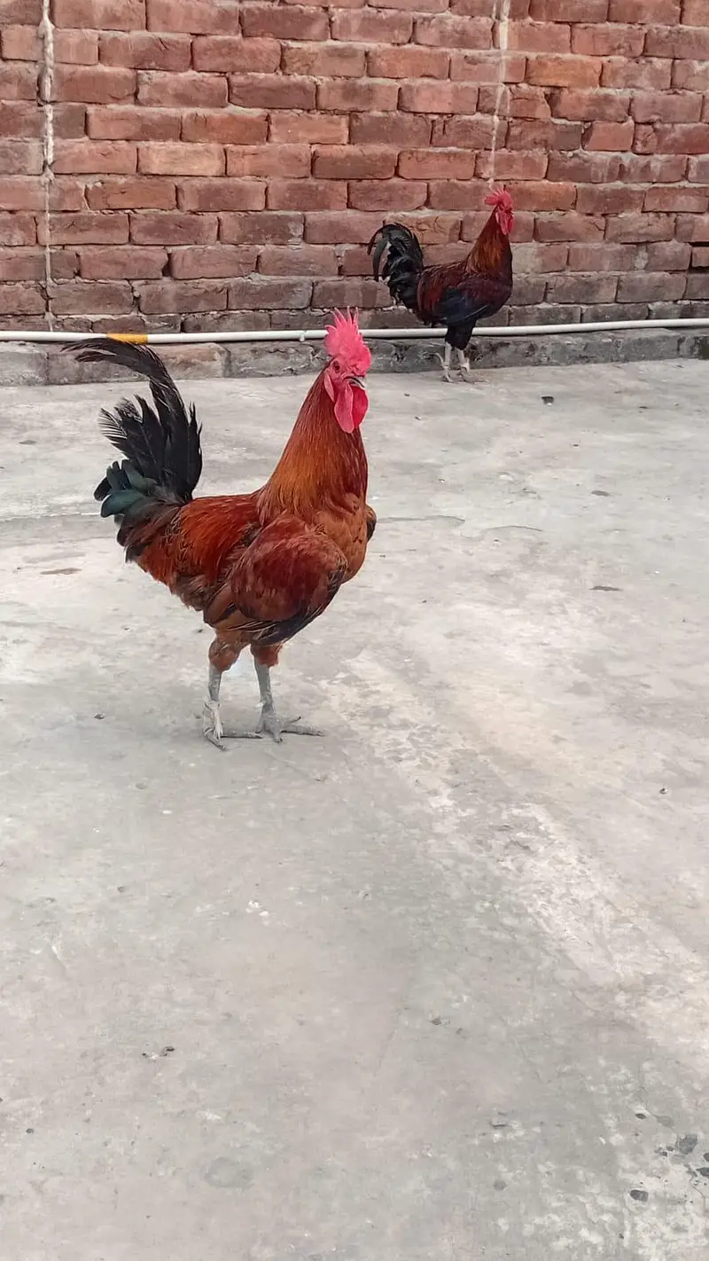 Roosters for sale — photo 2