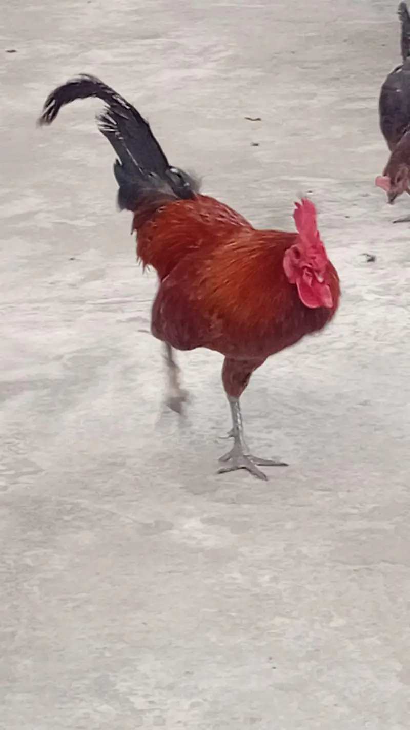 Roosters for sale — photo 3