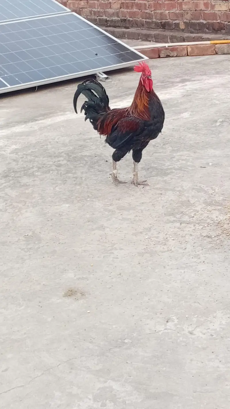 Roosters for sale — photo 5