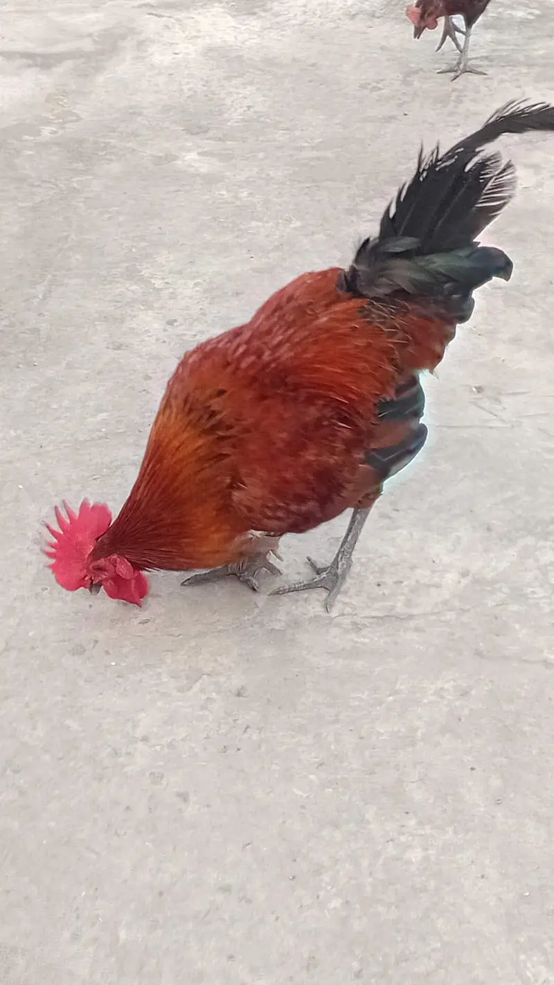 Roosters for sale — photo 7