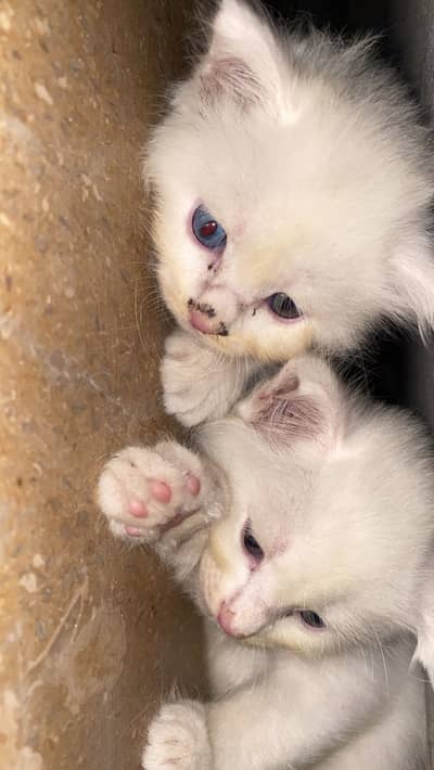 Persian kittens