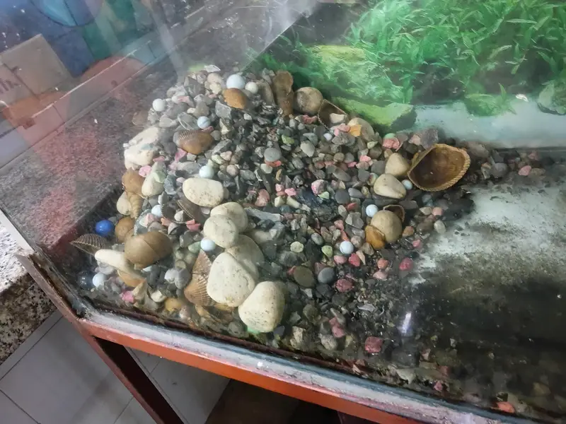 Fish Acoriyam — photo 2