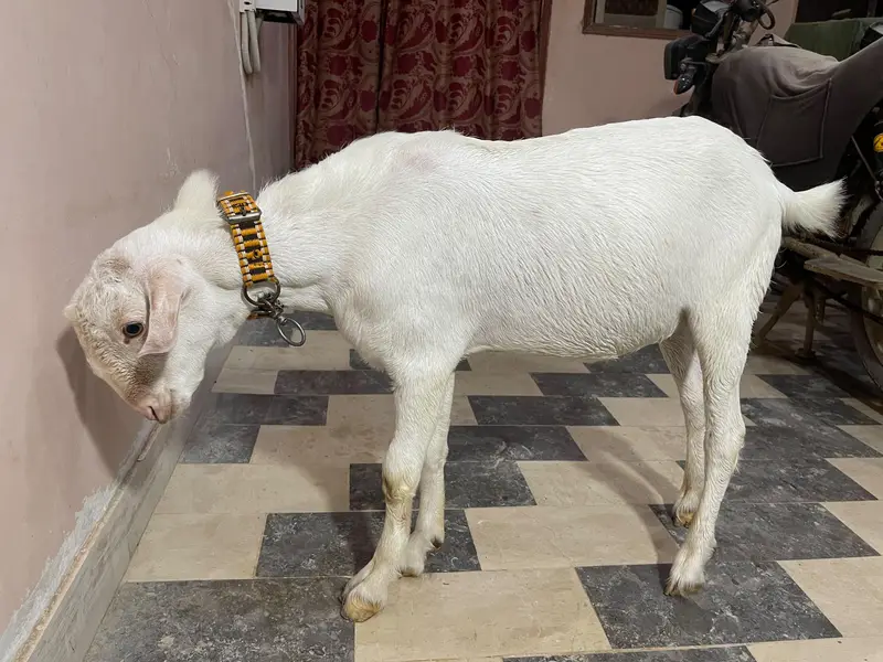 Teddy bakra white — photo 3