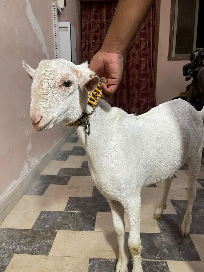Teddy bakra white — photo 4
