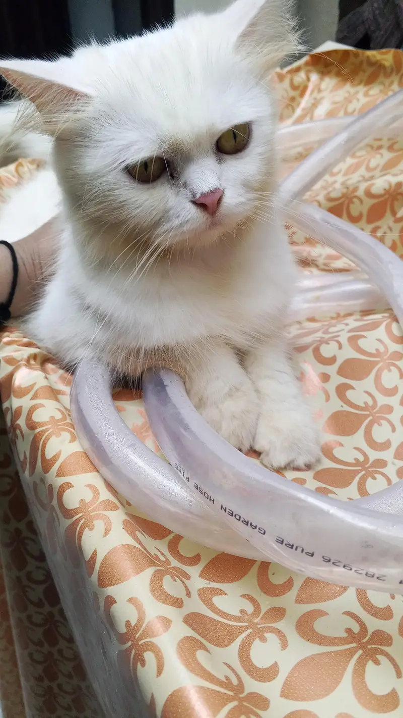 Persian female cat — photo 2