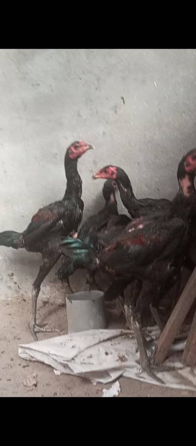 Thai pair long hight poker for sale low pride urgent sale