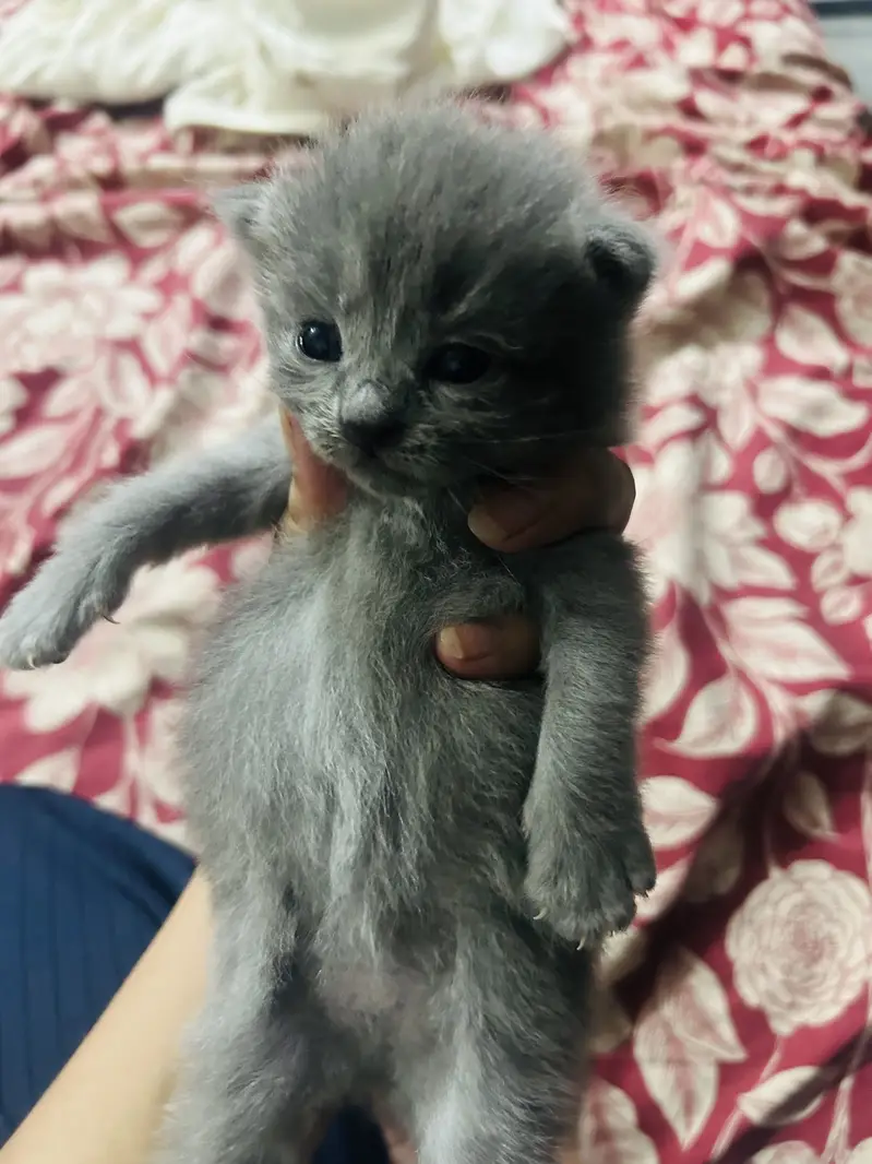 Persian cats and kittens — photo 2