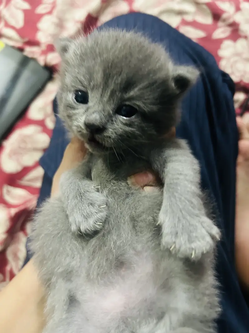 Persian cats and kittens — photo 3