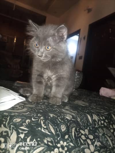 Gray persian Kitten for sale
