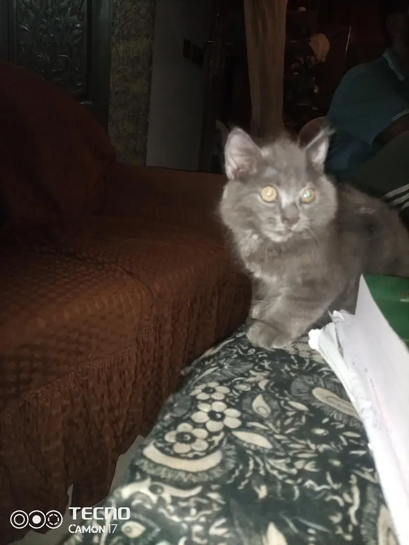 Gray persian Kitten for sale — photo 2