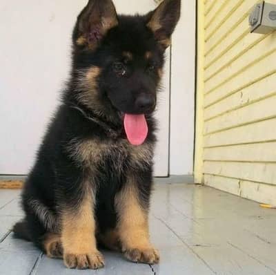 German Shepherd Puppy | Long Coat