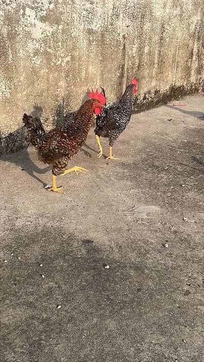 golden misri murgha 1 kg say uper haa or fresh eggs available