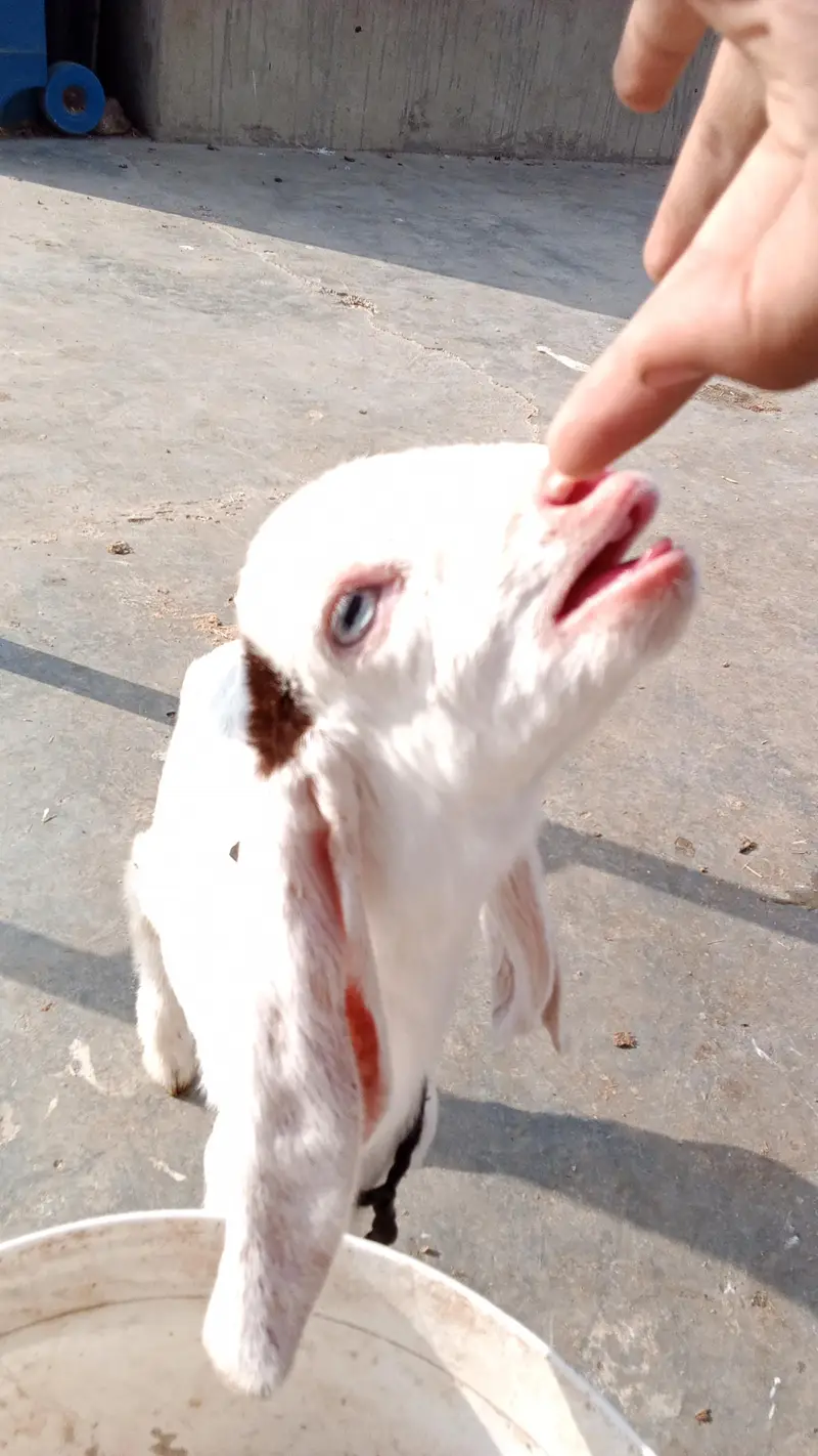 healthy and active bakri with 2 female kids — photo 4