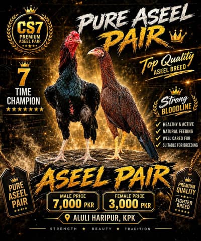 Pure  Mianwail Aseel Pair for Sale – Healthy & Strong