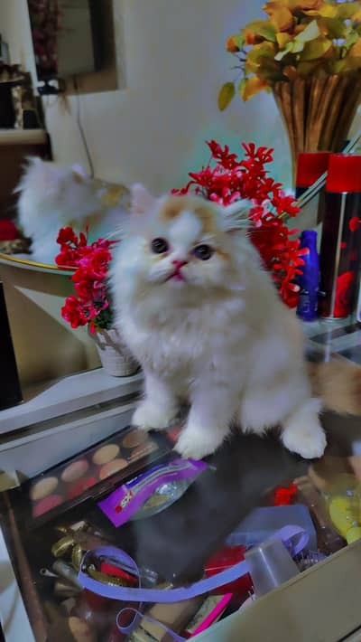 Pure Persian Kittens | Punch Face | Triple Coat | Heavy Fur | Piki