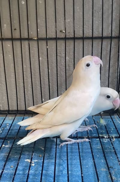 Love birds