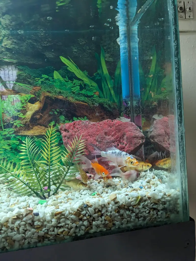 Aquarium Size 1*2*4 foot — photo 4