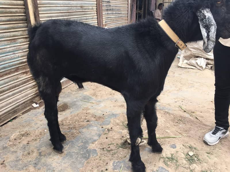 Bakra for Sell 0