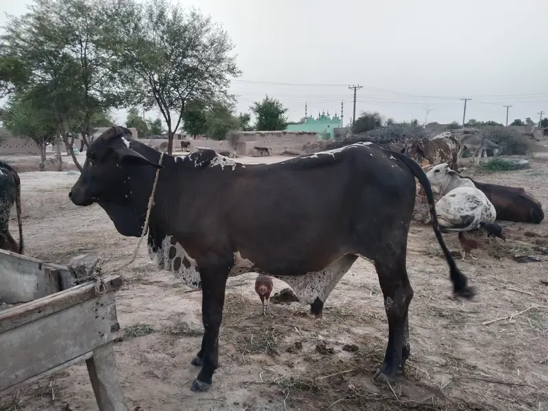 For sale wachy — photo 3
