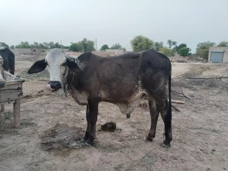 For sale wachy — photo 4