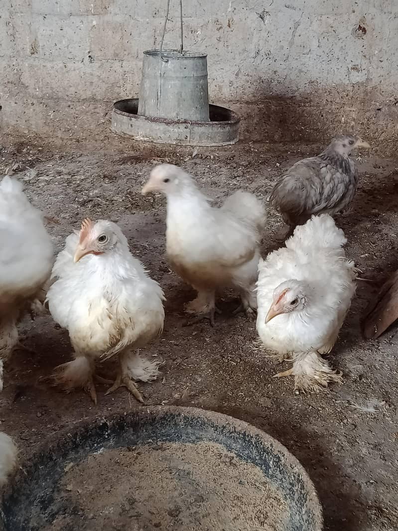 Bantam chicks 0