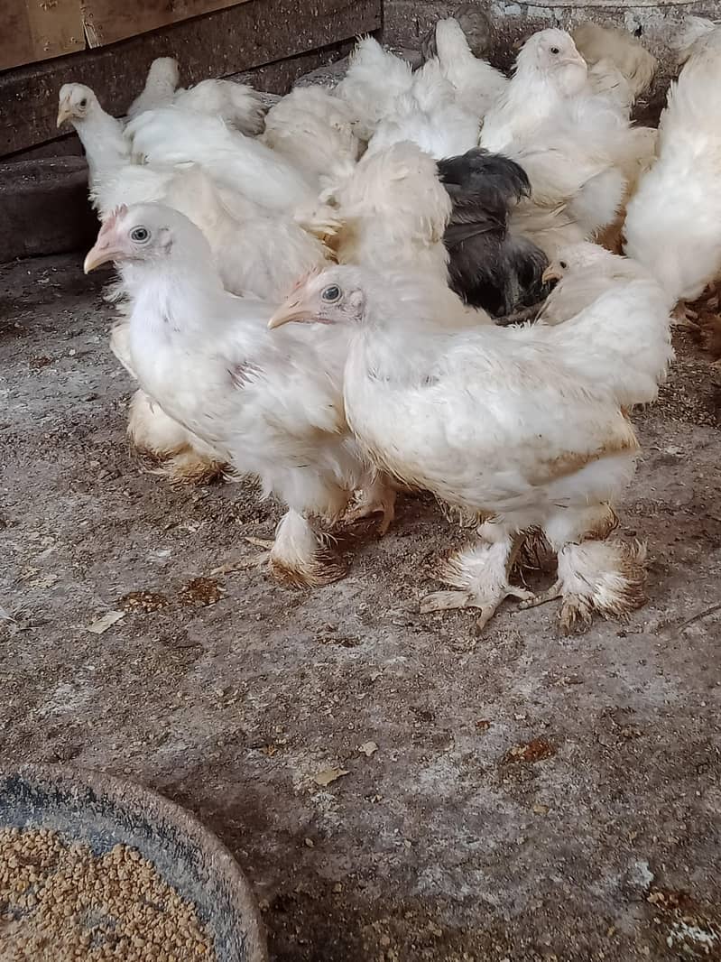 Bantam chicks 1